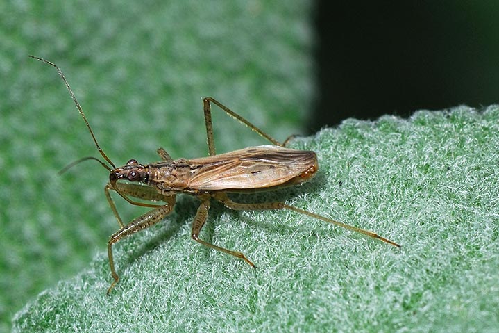 Nabidae: Nabis rugosus in Lombardia